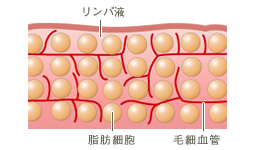 正常な脂肪細胞